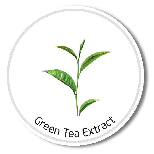 GREEN TEA EXTRACT